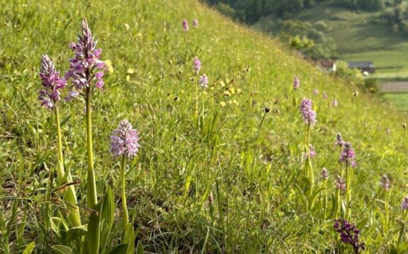 Varuhi vrstno pestrih travišč