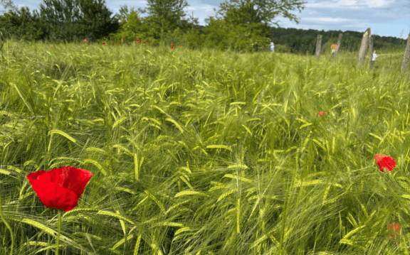 2. Javni poziv Evropskega sklada za regionalni razvoj
